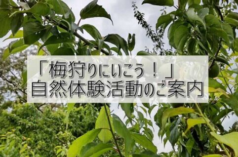 「梅狩り」にいこう！自然体験活動のご案内