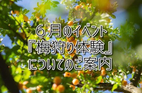 京都府乙訓郡向日市の放課後等デイサービスASTEP（アステップ）６月のイベント『梅狩り体験』についてのご案内